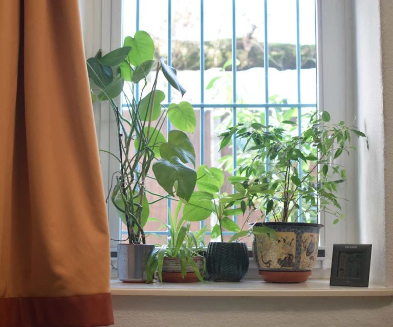 Vorraussetzungen für Wachstum und Entwicklung